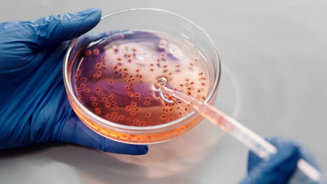 Mains gantées tenant une boîte de Pétri avec un liquide et une pipette.